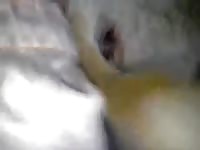 Creampie On My Honey Gaybeast Rip - Beastiality Porn