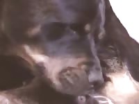 Creamy Gaybeast - Beastiality Sex Video