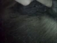 Cucumber Mare Gaybeast.Com - Beastiality Porn
