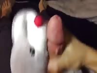 Cum In Stuffed Animal Gaybeast Rip - Beastiality Sex
