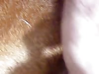 Cum Inside Gaybeast.Com - Animal Sex
