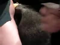 Cum On Mare 1 Gaybeast Rip - Bestiality Sex Movie