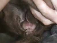 Cumming In Woman Pussy Gaybeast Rip - Bestiality Porn