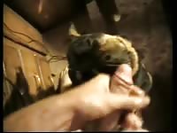 Cumming On The Dog Gay Zoo Porn Petlust
