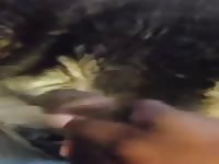 Cumshot Gaybeast - Animal Sex Tube