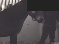 Cute Guy Fucked By Horse Gay Beast Com - Animal Porn Video