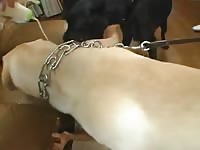 Cute Young Naked Asian Licked By Dogs Tube Mp4 Video Mp4 Cute Young Naked Asian Licked By Dogs Tube