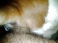 Dandole Por El Ano A Perro Macho Gay Beast Com - Animal Sex