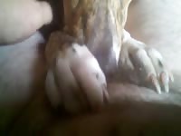 Dane Bj Gaybeast.Com - Beastiality Porn Tube