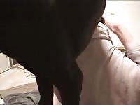 Dane Fuck 2 Gaybeast - Bestiality Porn Tube