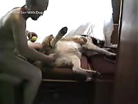 Daytime Fun With St Bernard