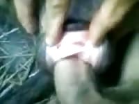 Deep Vaginal Dog Fuck Gaybeast - Animal Sex Tube