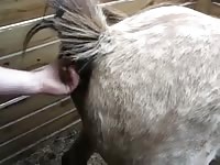 Dildo Fuck Gaybeast - Bestiality Sex Tube