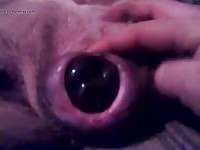 Dildo Fun Gaybeast Rip - Beastiality Sex Porn Tube