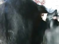 Dildo Horse Gaybeast Rip - Zoo Xxx Sex Video