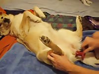 Dildo In Female Dog Gay Beast Com - Animal Porn Movie