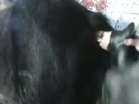 Dildoing A Horse Gaybeast.Com - Bestiality Porn(2)