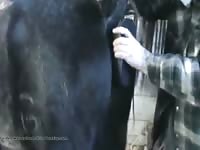 Dildoing A Horse Gaybeast Rip - Beastiality XXX Porn