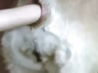 Dildoing The Dog Gay Beast Com - Animal Sex Porn Video