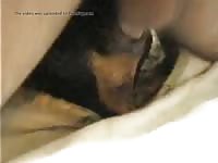 Doberman Creampie Gay Beast Com - Beastiality Sex