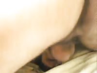 Doberman Fucking Gaybeast.Com - Animal Porn Tube