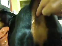 Dobie Finger Bang Gaybeast Rip - Bestiality Porn Tube