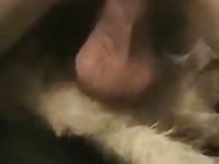 Dod Fucked Gaybeast - Zoo Xxx Porn Movie