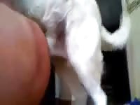 Dog 23 Gaybeast Rip - Beastiality Sex