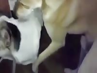 Dog 29 Gaybeast Rip - Animal Porn Tube