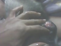 Dog 3 Gaybeast - Animal Porn Tube