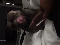 Dog 43 Gay Beast Com - Beastiality Sex Tube