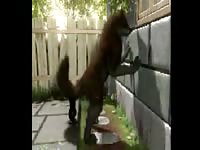 Dog Anal With Dildo Gaybeast Rip - Beastiality Sex
