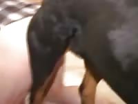Dog And His Master Gay Beast Com - Bestiality Sex