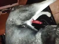 Dog And Man 2 1 Gaybeast Rip - Beastiality Sex Porn Movie