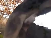 Dog Cum 3 Gaybeast - Beastiality Porn Movie