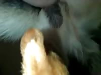 Dog Cum In Gay Ass Gaybeast Rip - Beastiality XXX Porn Movie