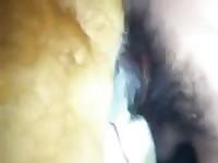 Dog Getting Fucked In Nice Pussy Gaybeast Rip - Animal Porn Movie