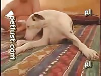Dog Guys And Womanes 9 Dane Spooning Zoophilestracker