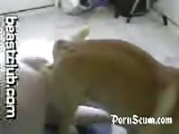 Dog Knots And Drags Gay Around The Room