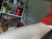 Dog Licks Hung Boy Gaybeast.Com - Bestiality Porn(2)