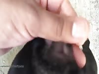 Dog Pussy In Heat 1 Gaybeast Rip - Beastiality Sex Video