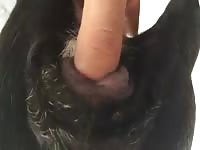 Dog Pussy In Heat 2 Gay Beast Com - Animal Sex
