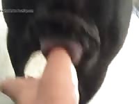 Dog Pussy In Heat 4 Gay Beast Com - Beastiality Sex Movie