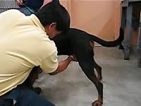 Dog Semen Collection 2 Gay Beast Com - Beastiality Porn Tube
