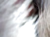 Dog Sex 1 Gaybeast - Beastiality XXX Sex