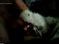 Dog Suck Hairy Cock Gaybeast - Animal Sex Movie