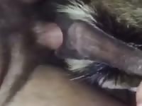 Dog Tag Team Gaybeast Rip - Bestiality Porn Movie
