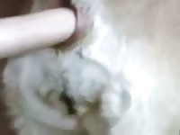Dog Takes Dildo Up The Ass Gaybeast.Com - Bestiality Porn Video