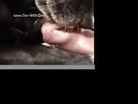 Dog Working On Dick Tricky Dick Dog5