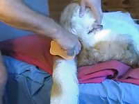 Doggie Anal 2 Gay Beast Com - Animal Porn Movie